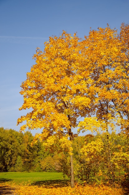 Yellow trees on the background of blue sky. Asking leaves. Autumn landscape