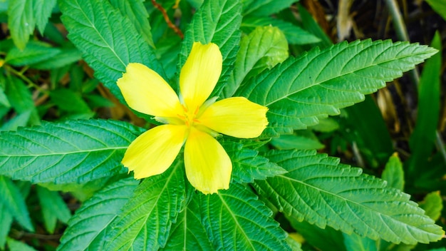 Yellow tropical flower closeup, Maldives.