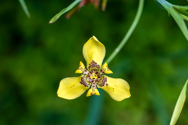 Yellow tropical flower in island Bali Indonesia Close up