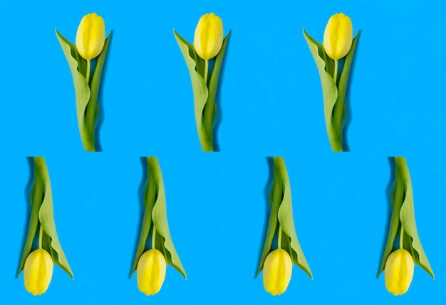 Yellow tulip on the blue background Top view Flat lay Pattern