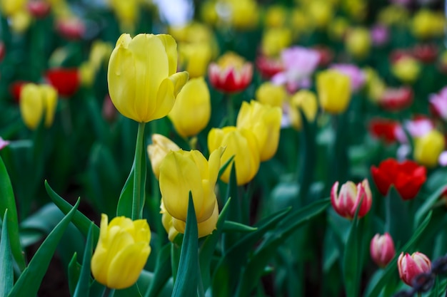 Yellow tulip in a field of pink and red tulips