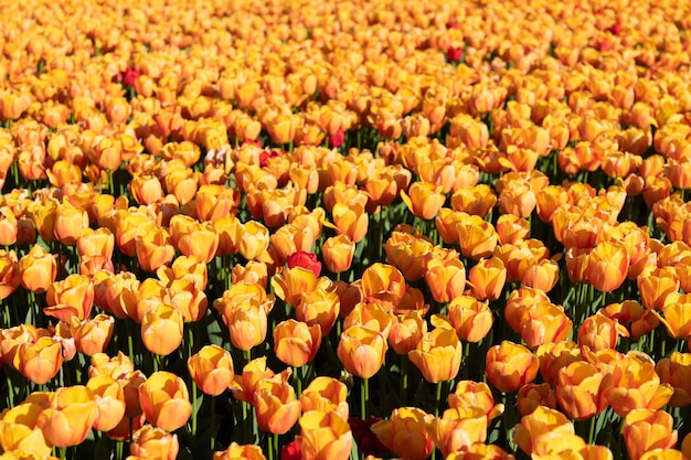 Yellow tulip flower field with colorful natural background flowering tulip