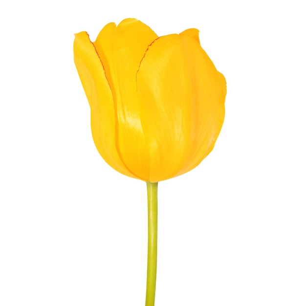 Yellow tulip flower head close up view isolated on white background minimalism concept