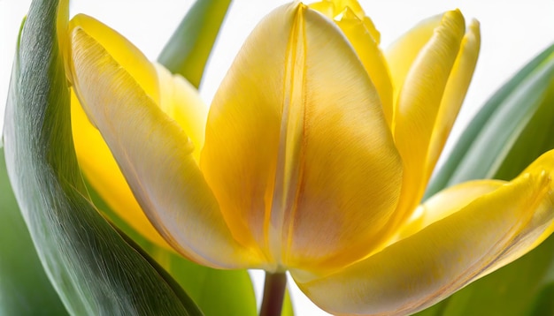 The yellow tulip flower image displays its intricate details on a smooth white background