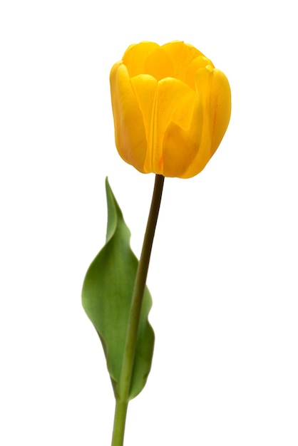 Yellow tulip flower isolated on white background Still life wedding Flat lay top view