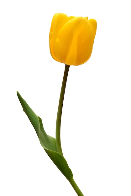 Yellow tulip flower isolated on white background Still life wedding Flat lay top view