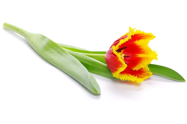 Yellow tulip isolated on white