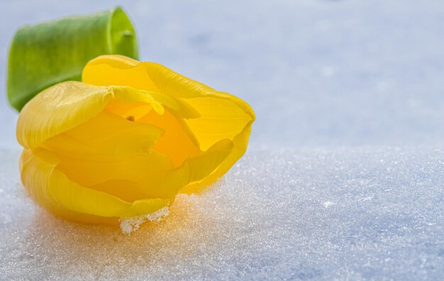 Yellow tulip with green leaves on a white natural snow background. Spring holiday concept