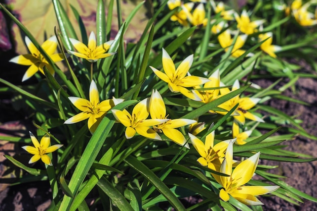 Yellow Tulipa tarda flowers in the garden background