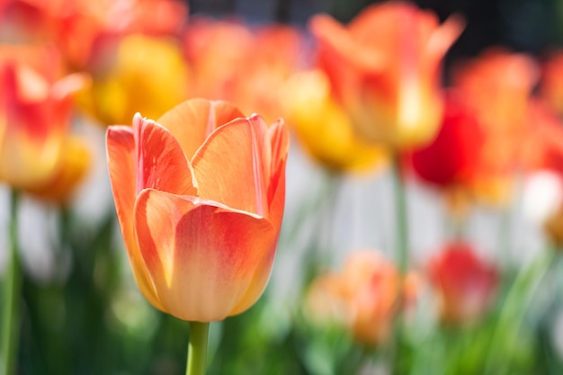 Yellow tulips against the backdrop of greenery