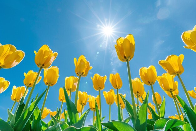 Photo yellow tulips against the sunny sky