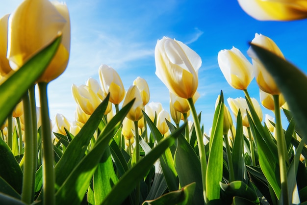 Yellow tulips on a background of blue sky