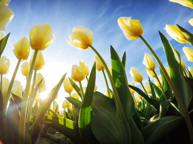 Yellow tulips on a background of blue sky