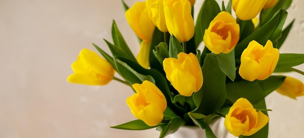 Yellow tulips on a beige background