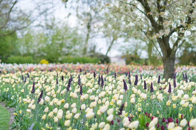 Yellow tulips in a blooming park background. 