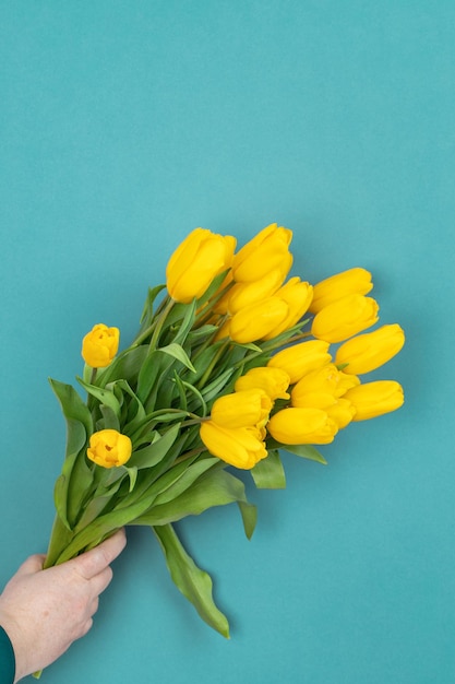 Yellow tulips on blue background Space for text Spring is coming Ukraina flag color