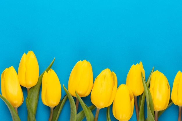 Yellow tulips on blue background Spring greeting card Top view Copy space