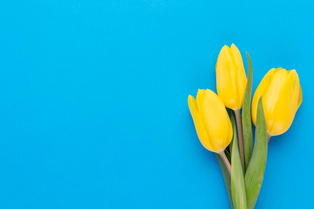 Yellow tulips on the blue background