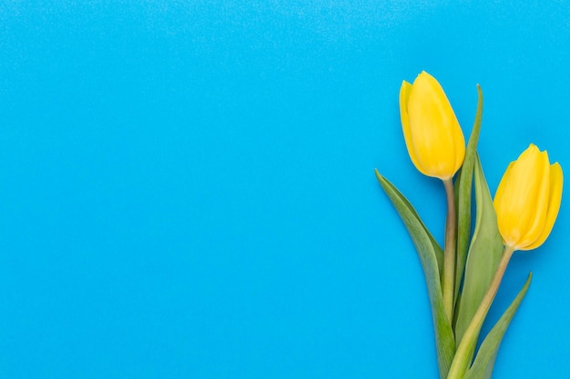 Yellow tulips on the blue background