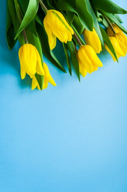 Yellow tulips on blue copyspace background