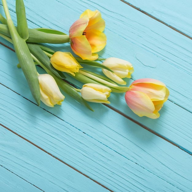 Yellow tulips on blue wooden background