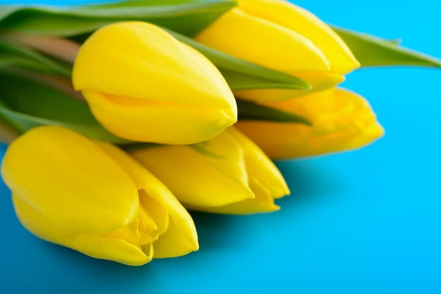 Yellow tulips on a blue