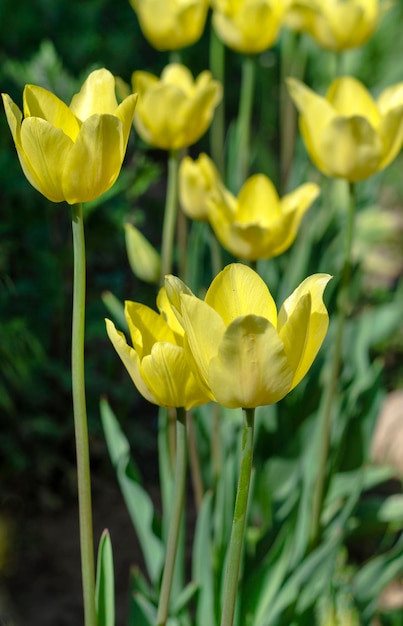 Yellow tulips in the garden closeup