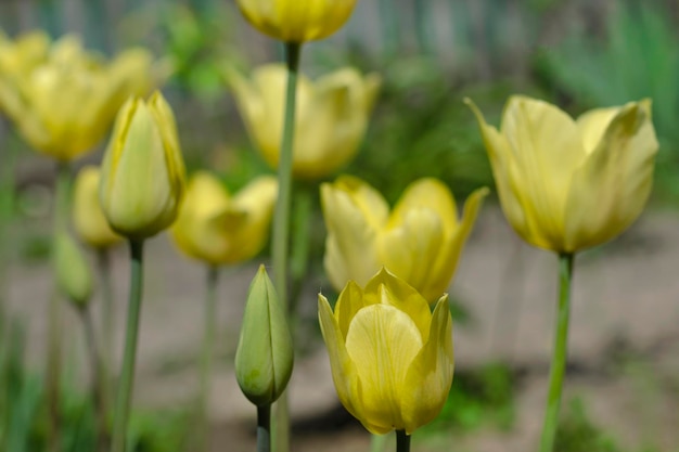 Yellow tulips in the garden closeup