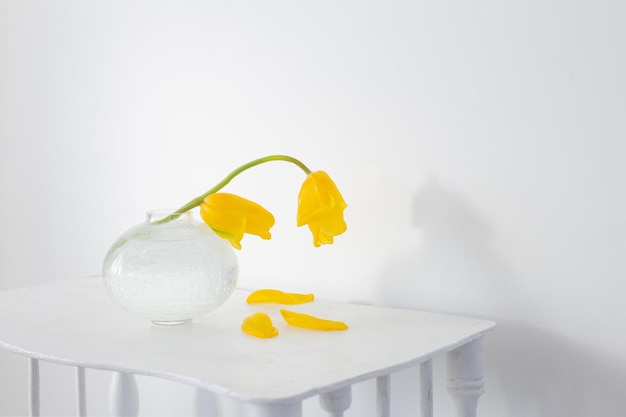 Yellow tulips in glass vase in white room