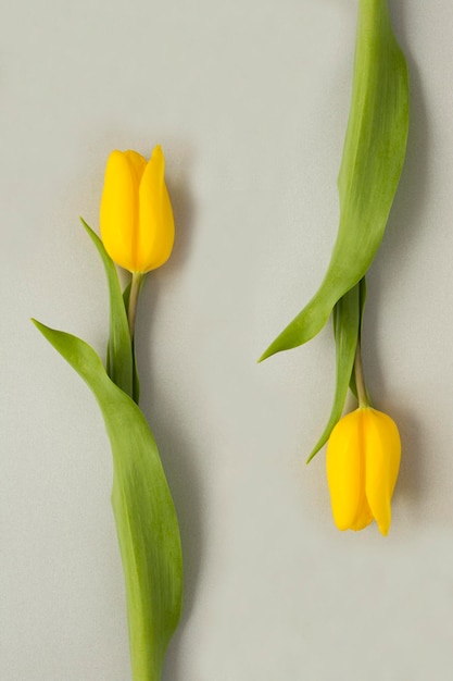 Yellow tulips on the gray background Closeup Location vertical