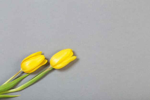 Yellow tulips on gray background