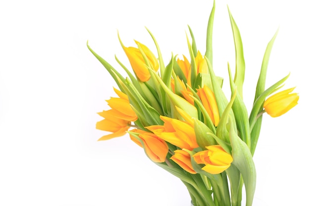 Yellow tulips isolated on white background