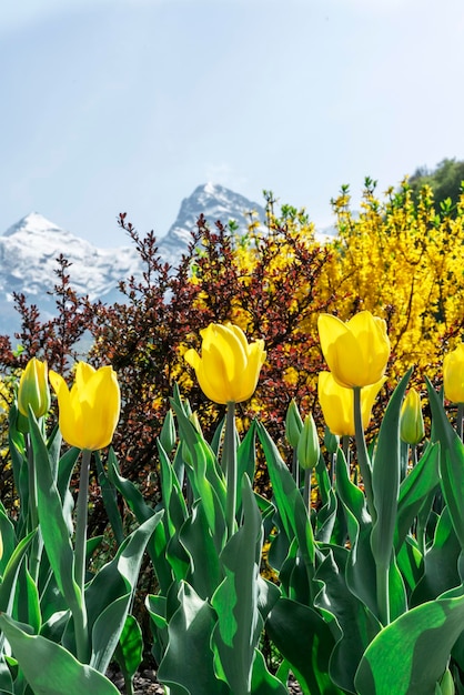 yellow tulips in park in spring landscaping against forsythia flowers and snow capped mountain