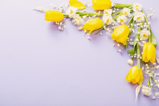 Yellow tulips on purple paper background