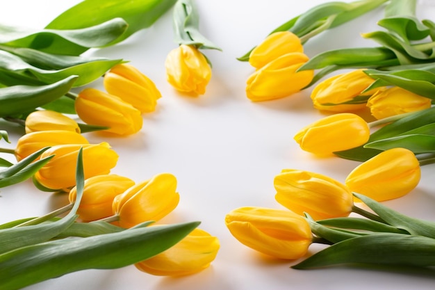 Yellow tulips spring flowers isolate on a white background The concept of the celebration Copy space place for text