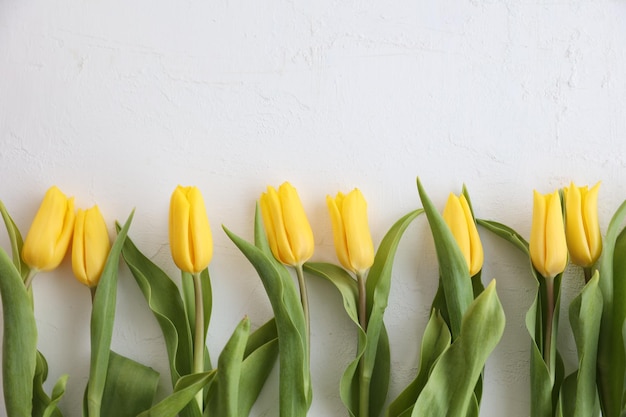 Yellow tulips on a white background