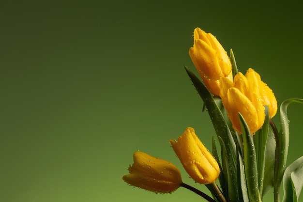 Yellow tulips with drops of water  on green background