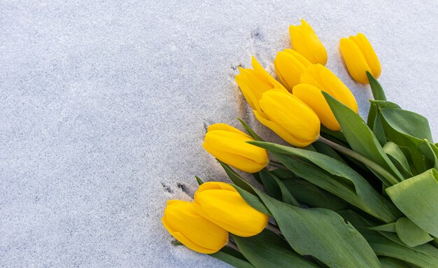 Yellow tulips with green leaves on a white natural snow background