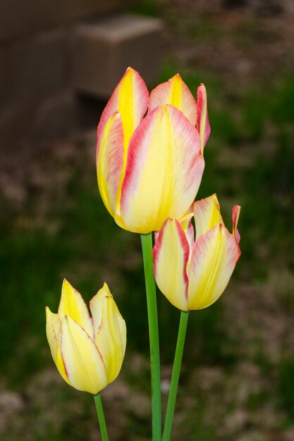 Yellow tulips with pink border close-up