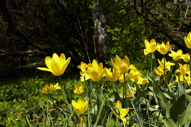 Yellow tulips