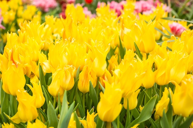 Yellow tulips