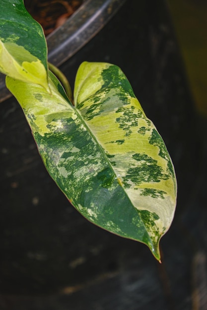 Yellow variegated plant leaf of philodendron burle marx variegated