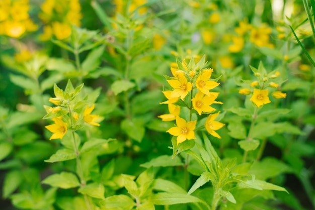 Yellow verbena flowers in spring in the garden