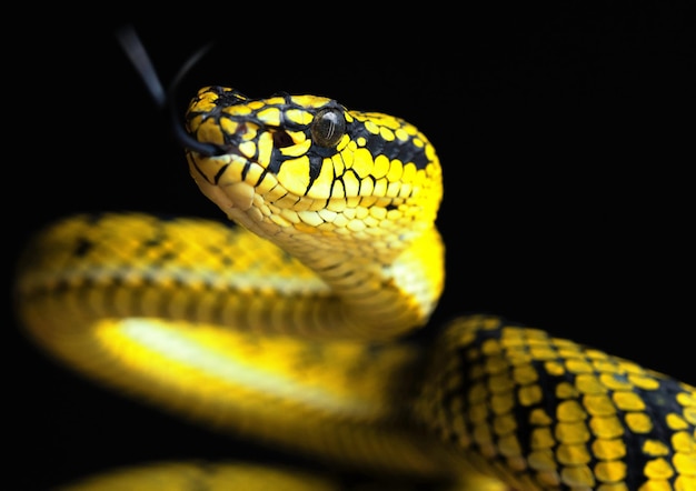 Yellow viper snake in close up