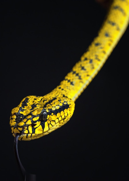 Yellow viper snake in close up