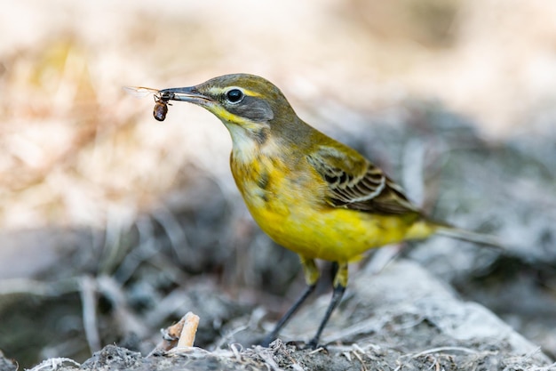 Yellow Wagtail Motacilla flava A bird with an insect in its beak