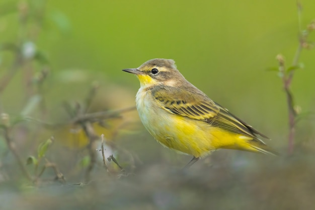 Yellow wagtail Motacilla flava sitting in the mud