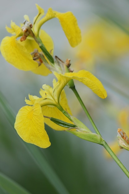 yellow water iris flowers on the lake