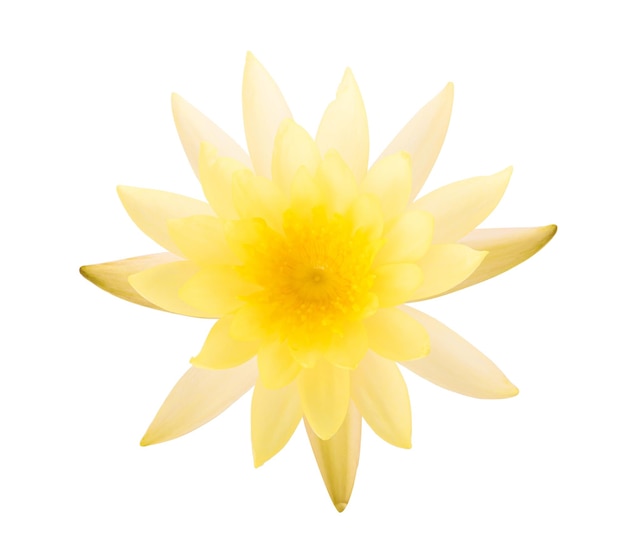 Yellow water lily isolated on white background