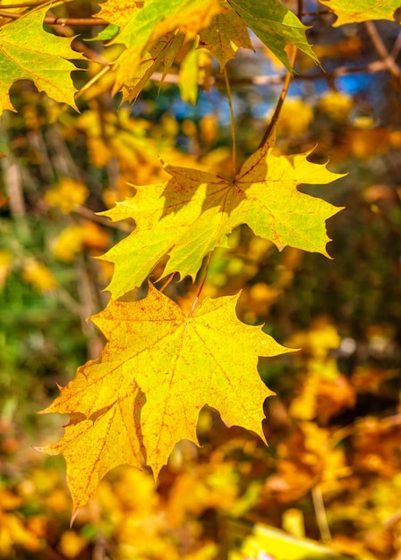 Yellow wedge leaves in the autumn park